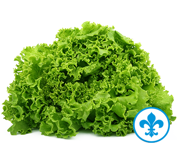 5saveurs laitue frisee qc