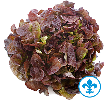 5saveurs laitue frisee rouge qc
